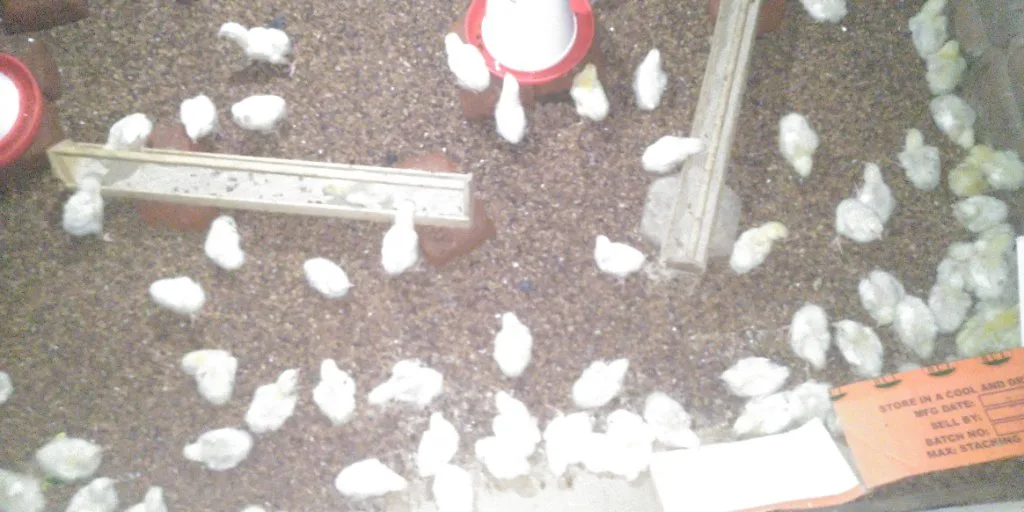 Mama Dota, chicken seller in Kagadi, photo 4