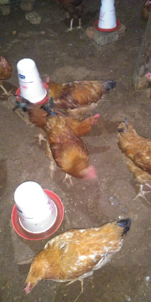 Master Chicken Farm, chicken seller in Kagadi, photo 6