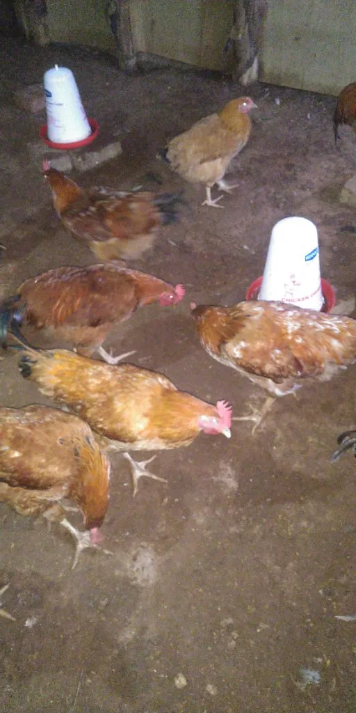 Master Chicken Farm, chicken seller in Kagadi, photo 5