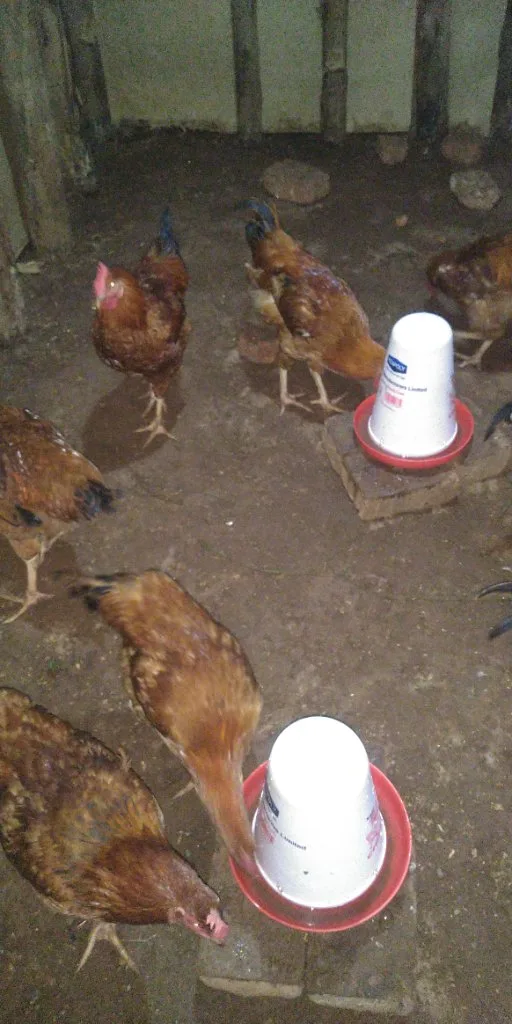 Master Chicken Farm, chicken seller in Kagadi, photo 4