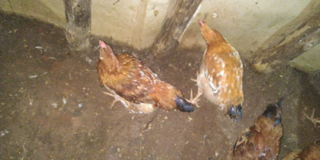 Master Chicken Farm, chicken seller in Kagadi, photo 3