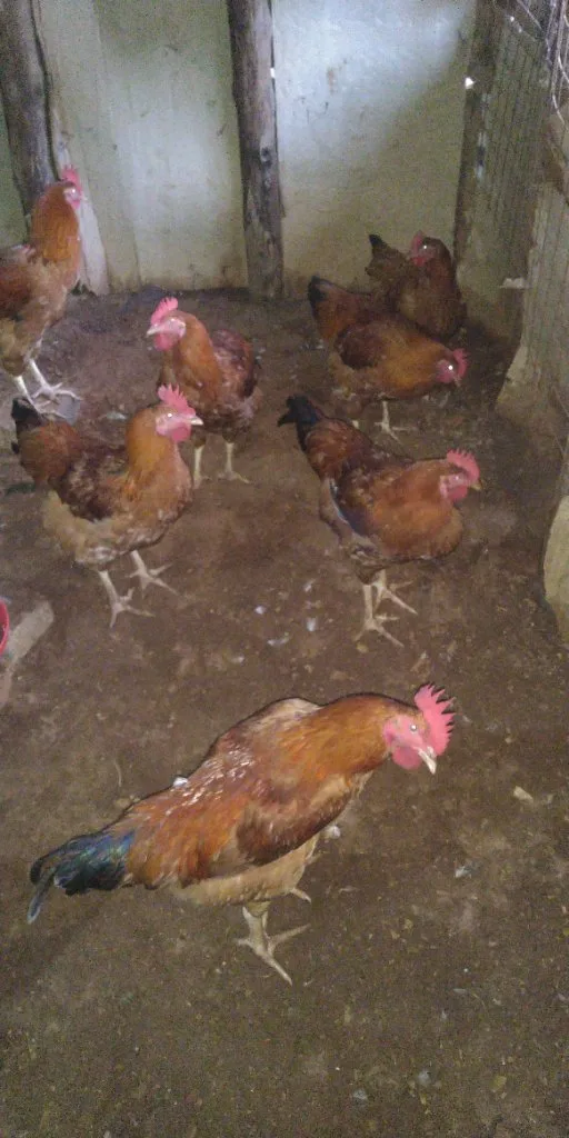 Master Chicken Farm, chicken seller in Kagadi, photo 2